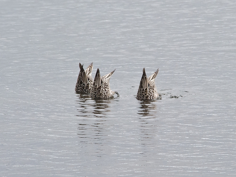 Alaska Wildlife-38.JPG